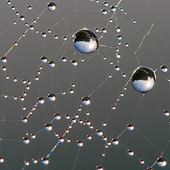 Spiderweb image